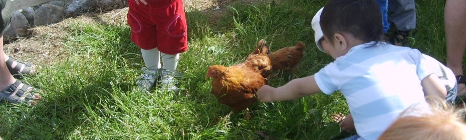 Børn sammen med høns